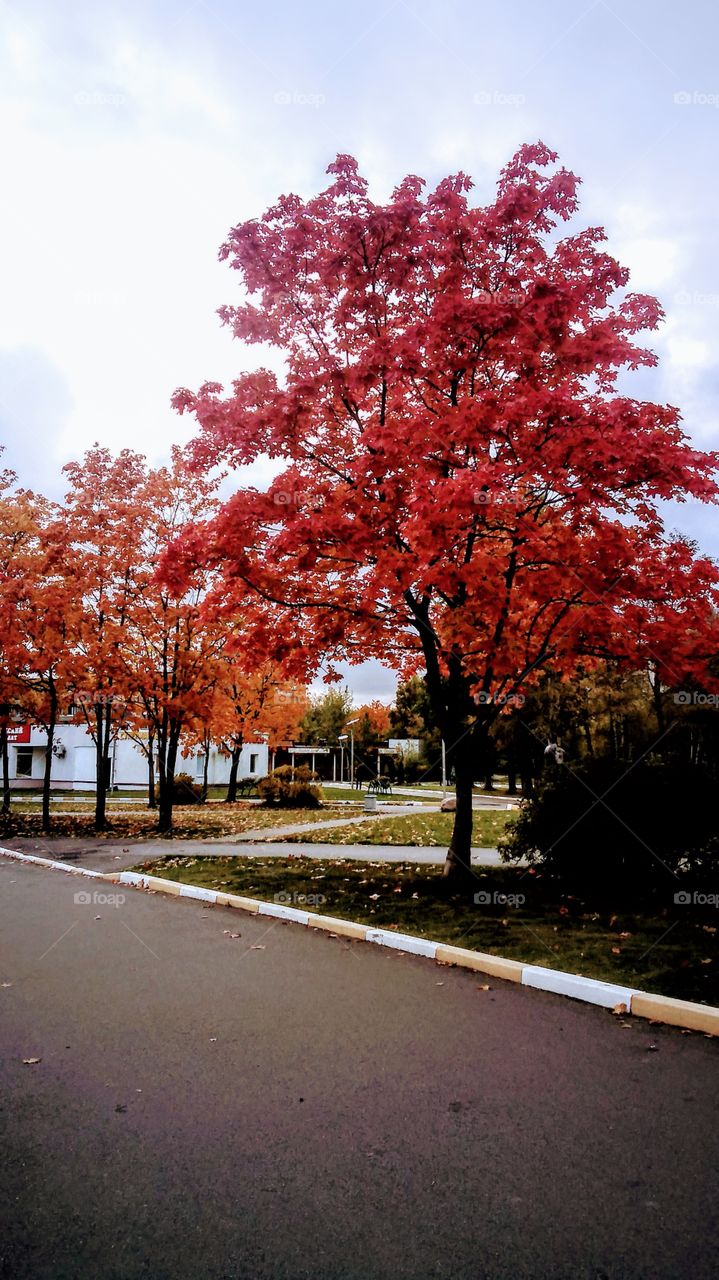 краски осени