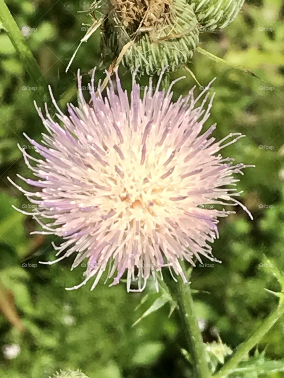 Thistle 