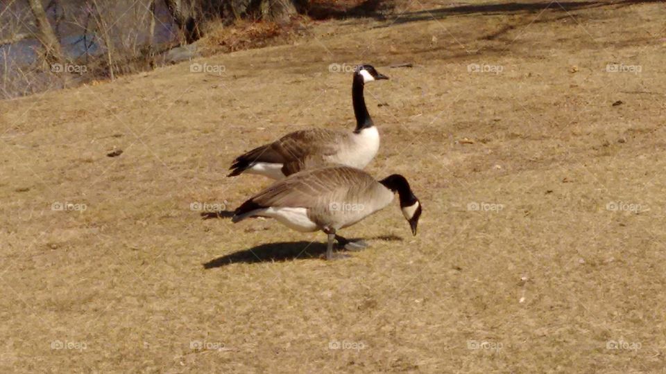 geese couple