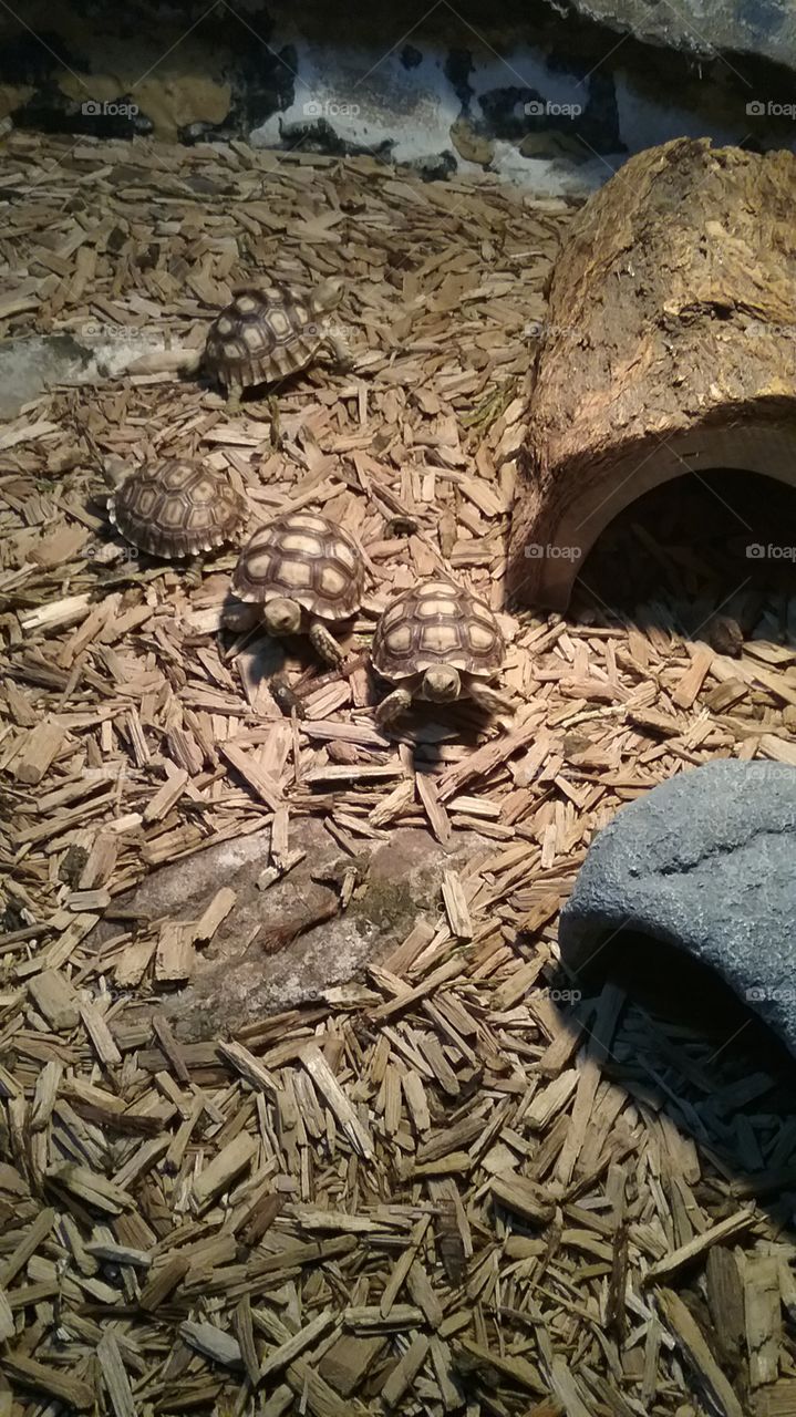 Baby African Spur Thigh Tortoise