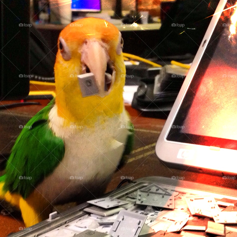 bird pet parrot bad by lightanddrawing