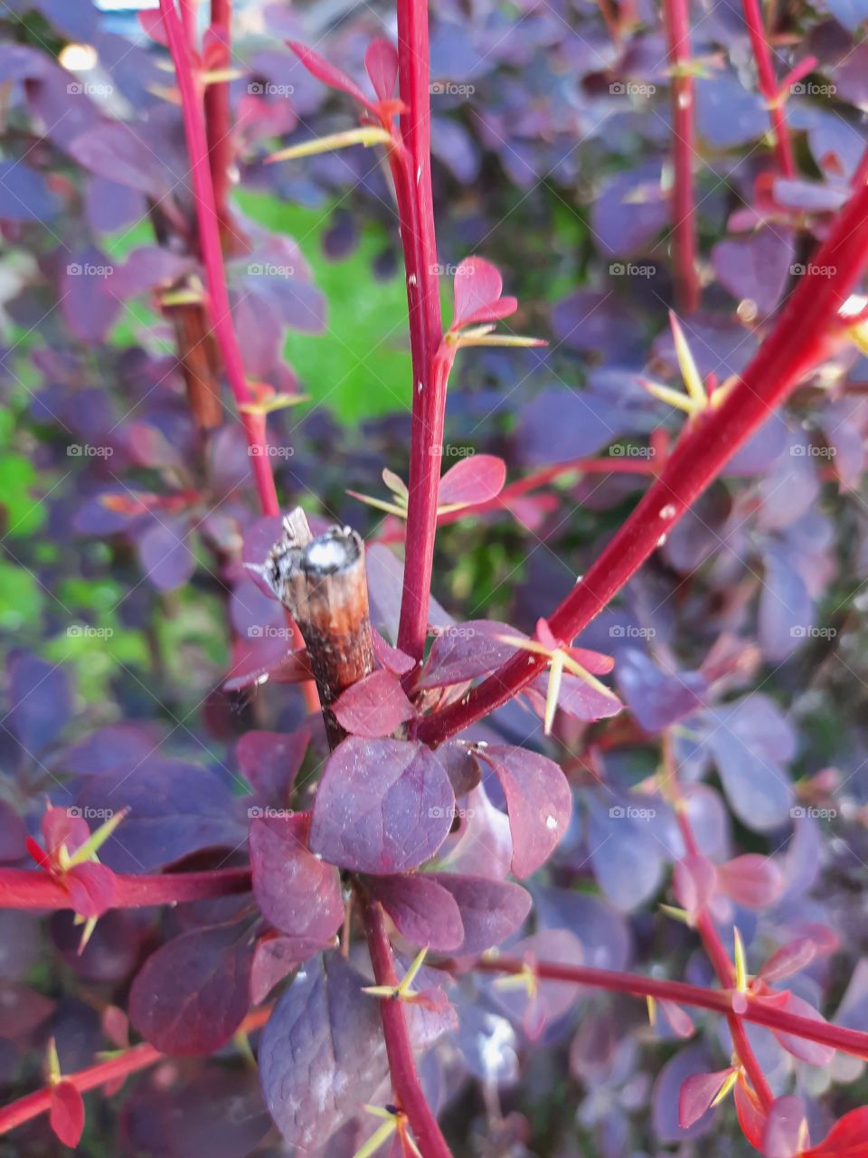 fresh red shoots and green spikes of barberry