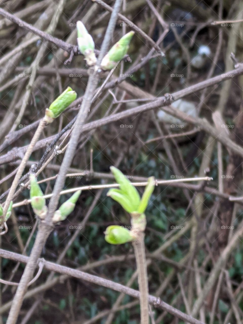 first sings of spring