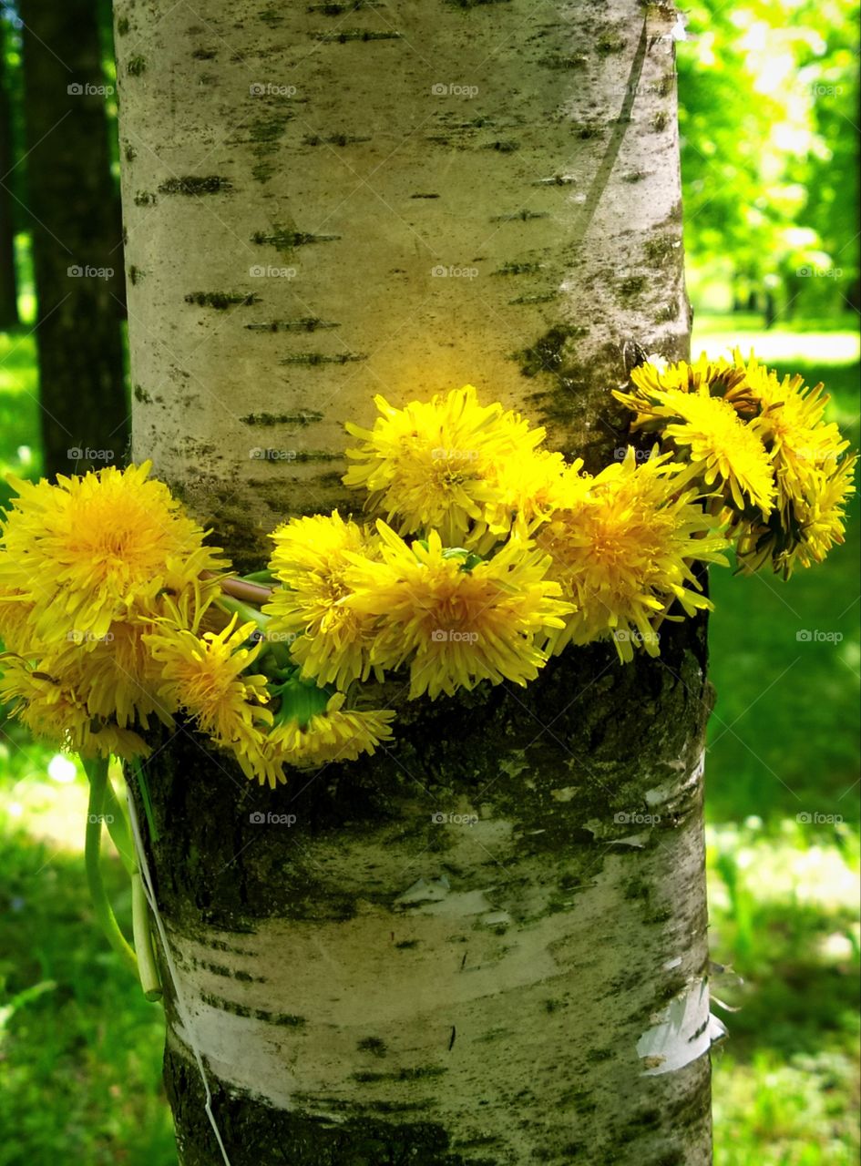 A wreath of yellow dandelions around a white birch trunk