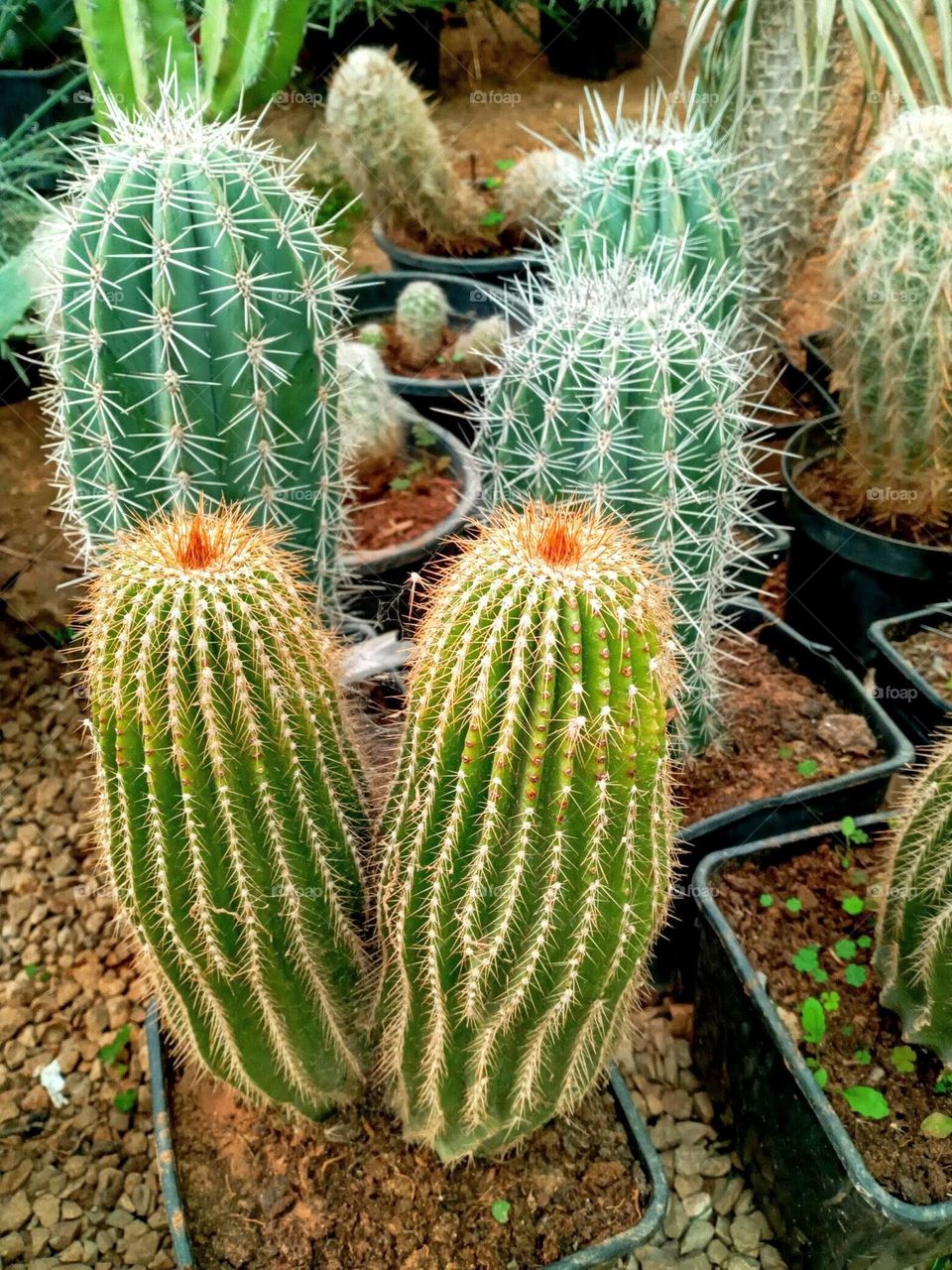 Cactus