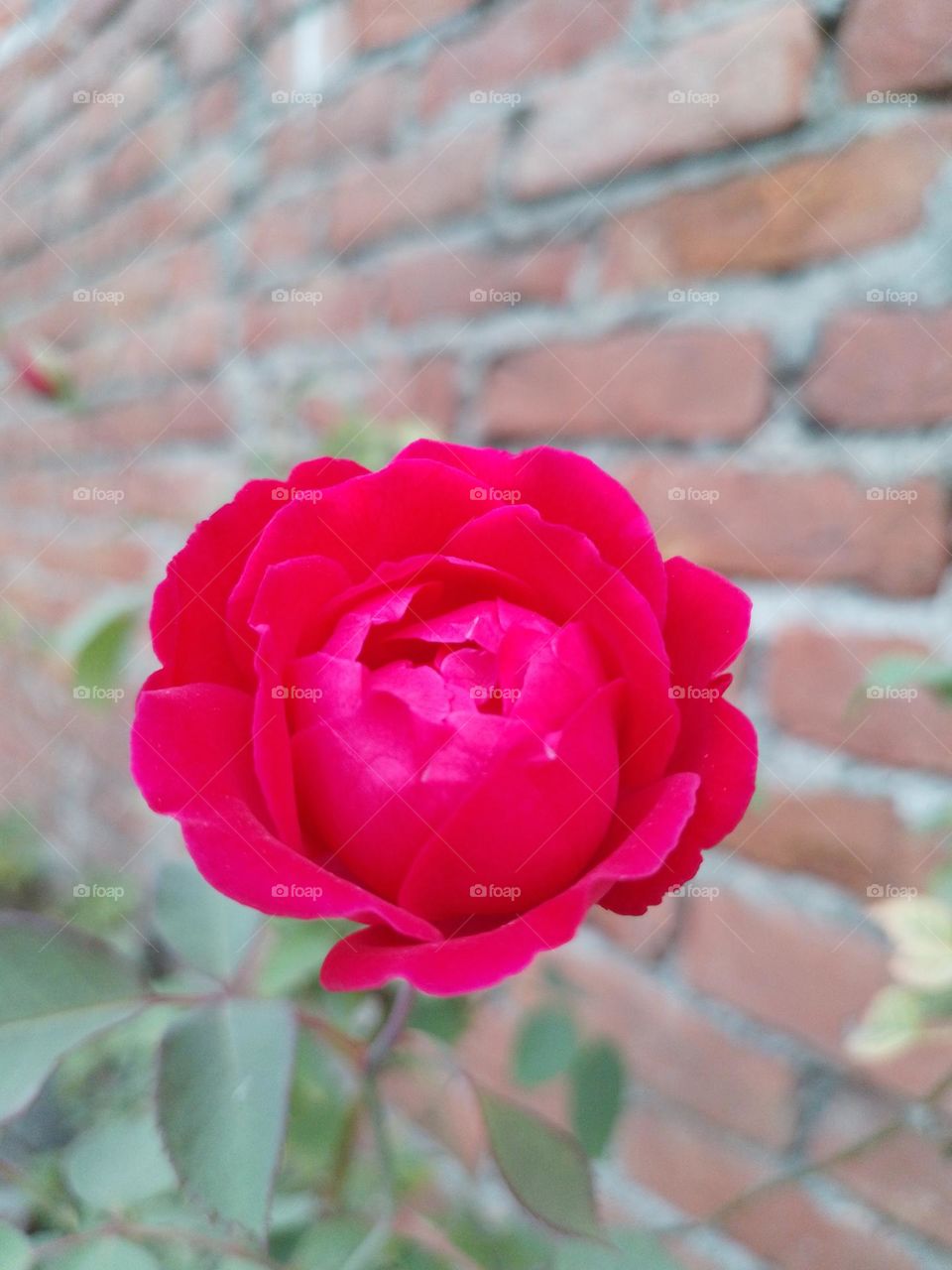 red rose