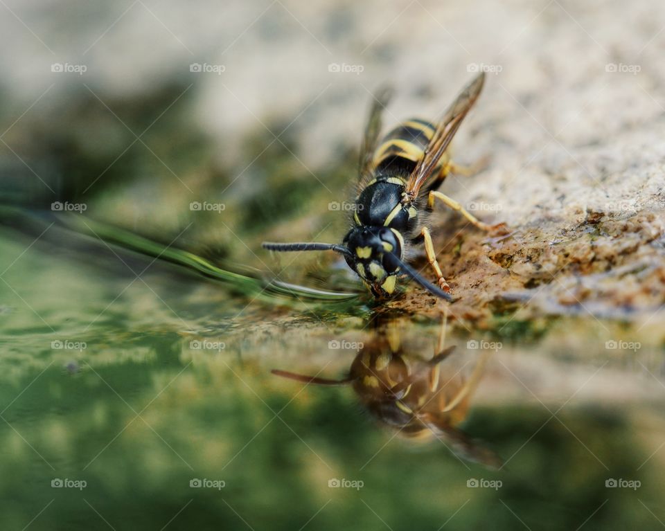 Thirsty wasp