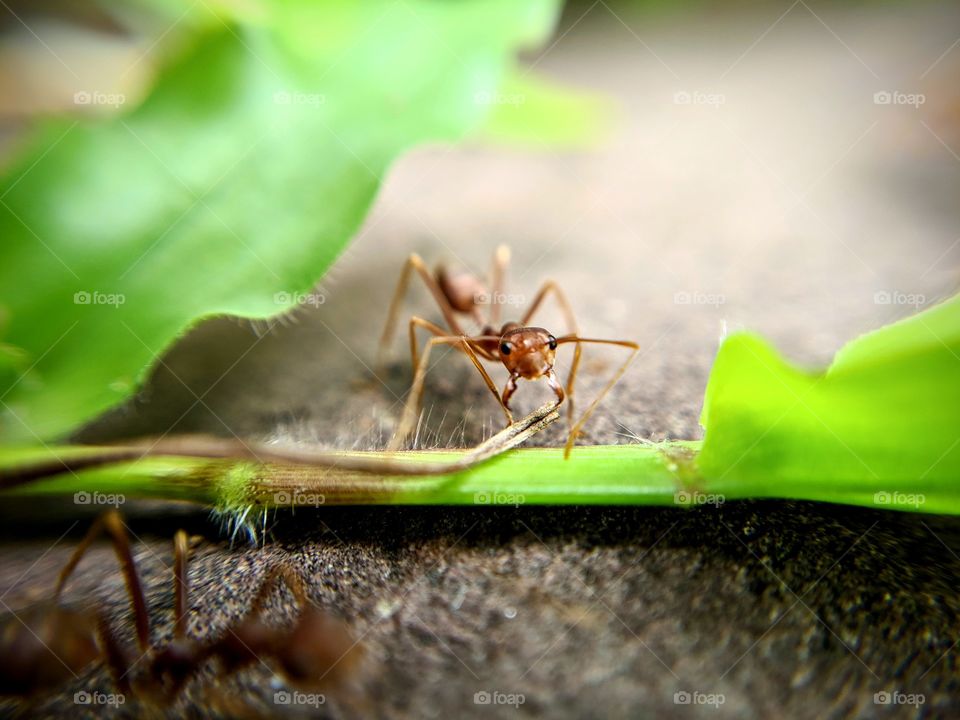 Red Ant Busy at work