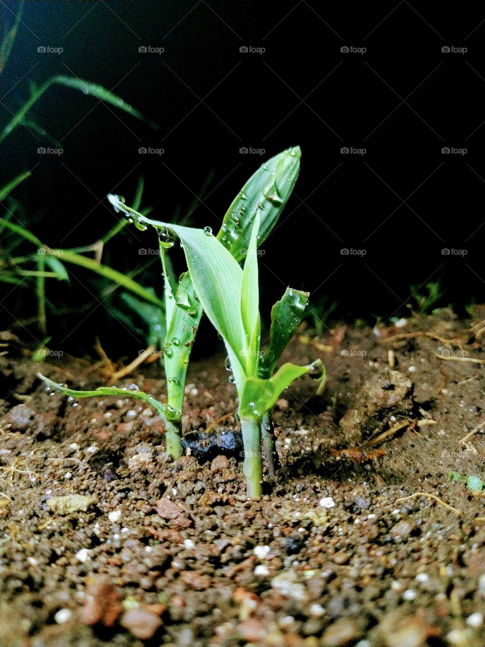 young corn plant with water droops
