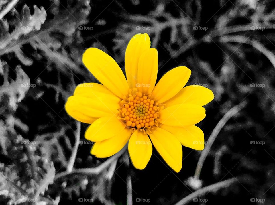 Here is a beautiful yellow flower with a black and white background.