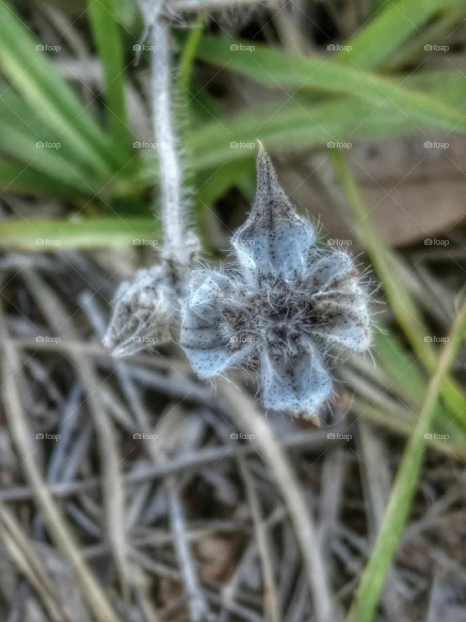 dead flower