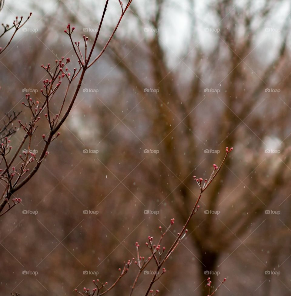 rainy day trees budding
