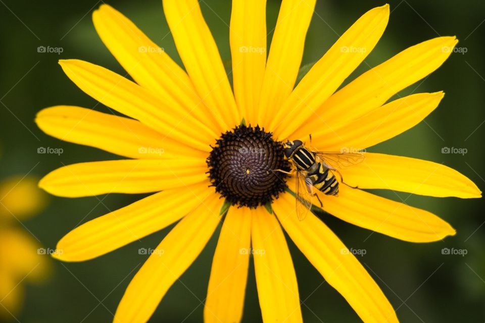 Susan flower summer with bee