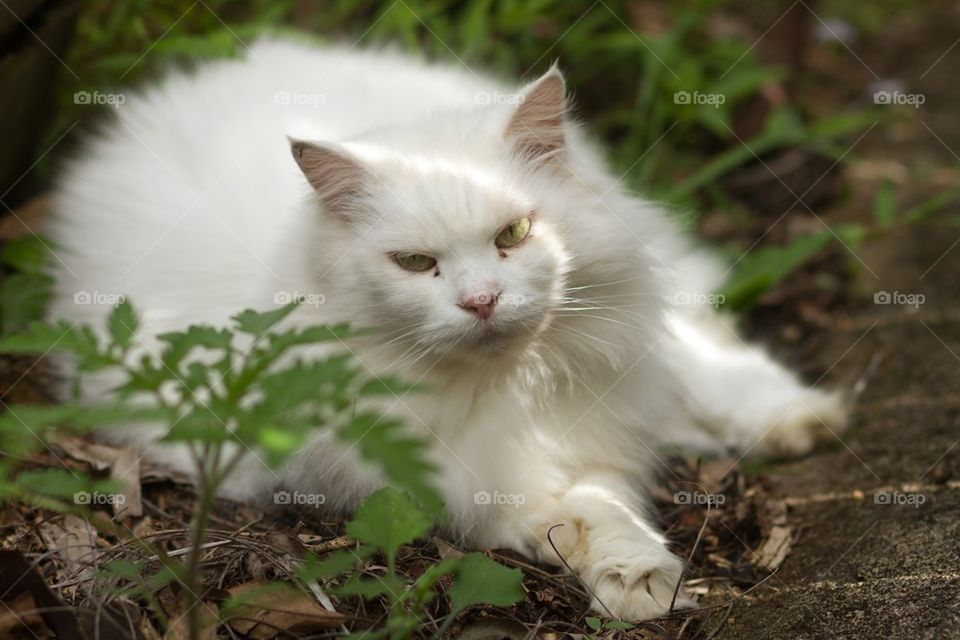 White Persian 