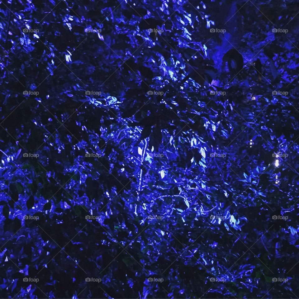 Blue leaves of light