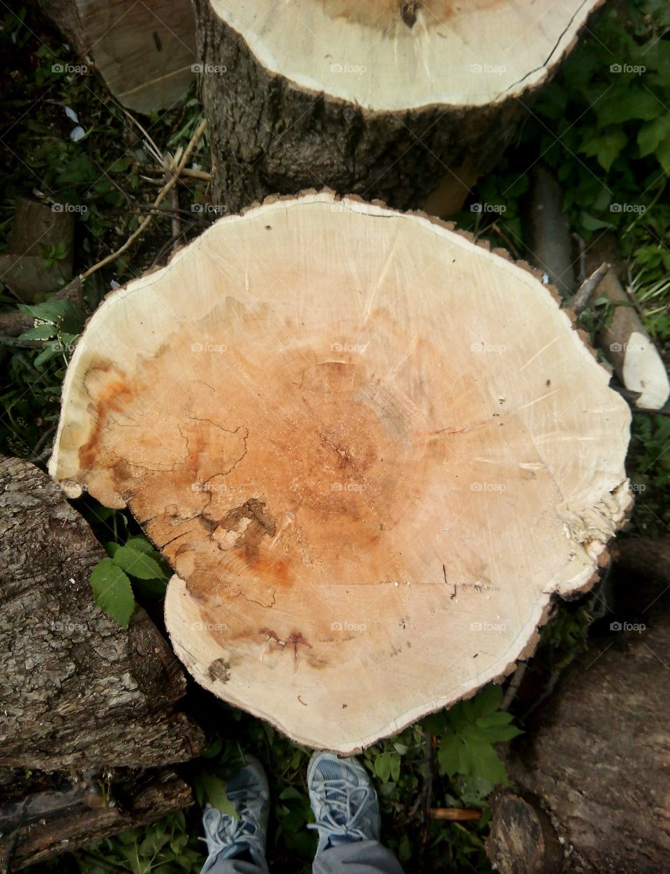 Fungus, Mushroom, Wood, Toadstool, Boletus