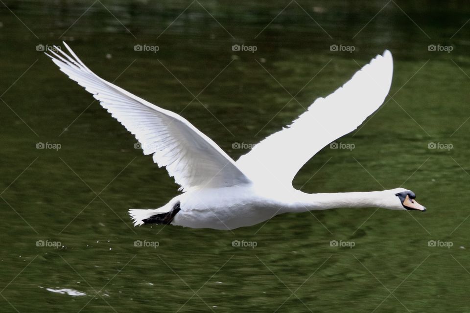 Swan in flight