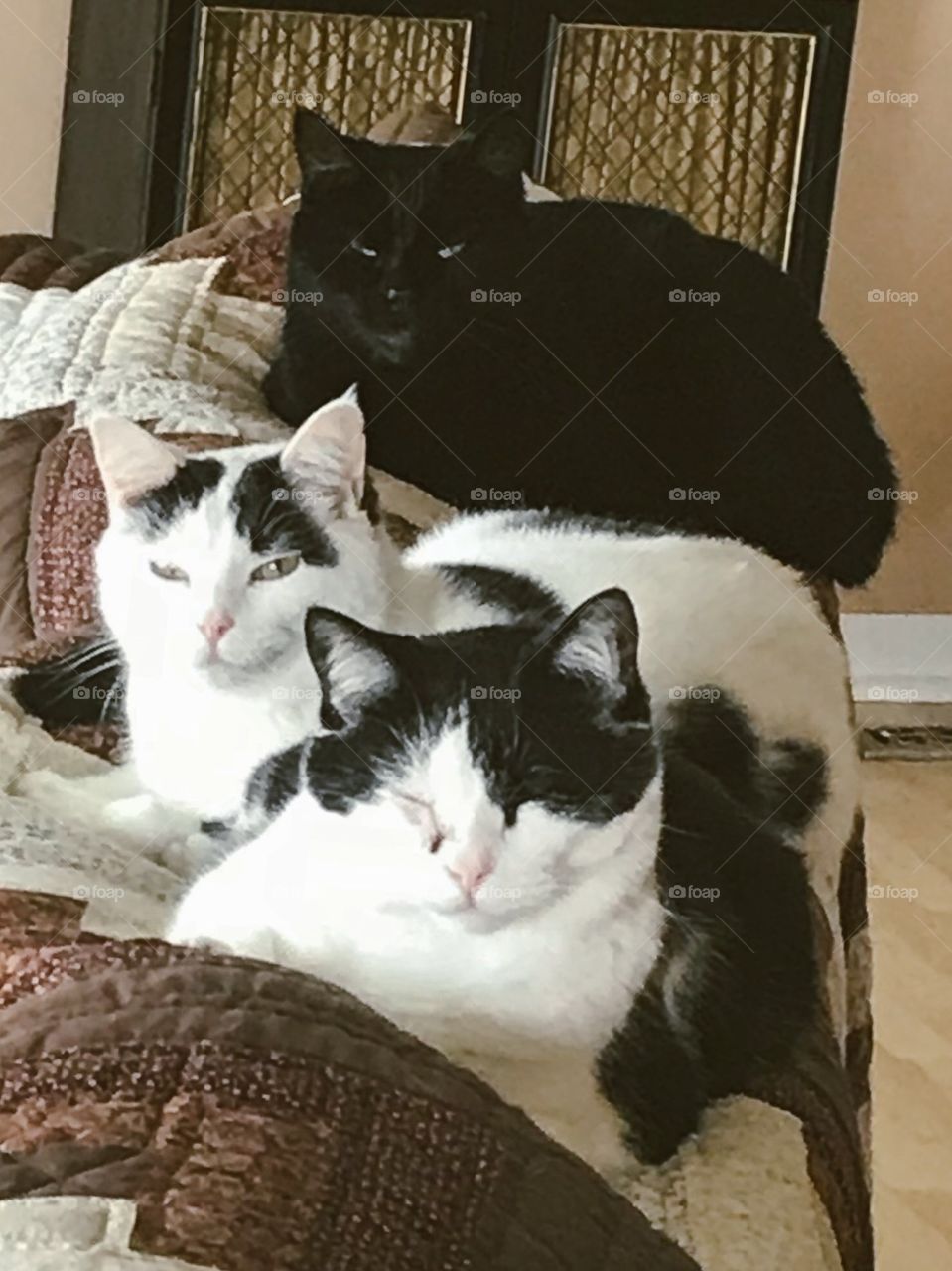 All Three Kitties on Couch Half Asleep.