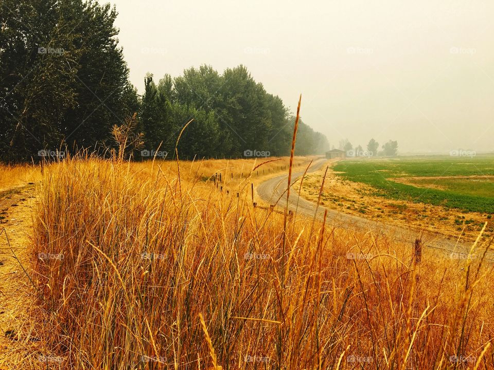 Smokey walk on the farm! 