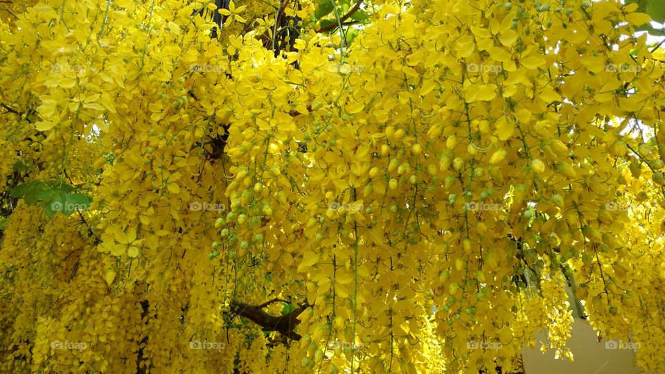 Árvore perfeita, muitas flores amarelas e cores naturais.