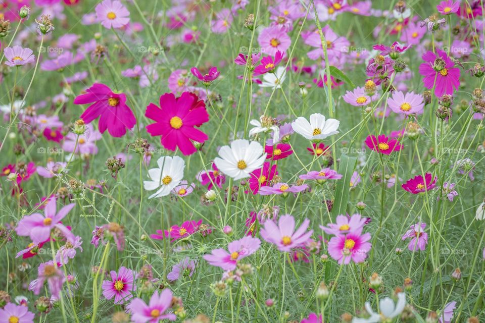 Pink field in the romantic day