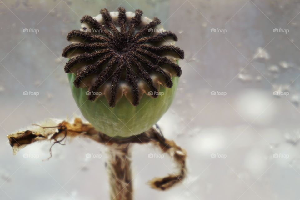 Poppy Seed Pod