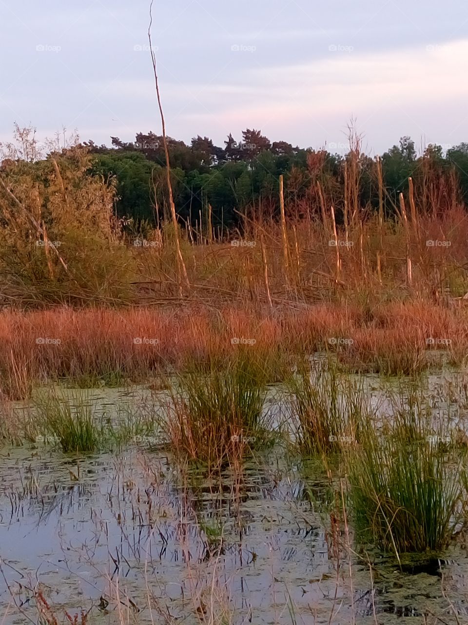 polish nature,  at the river pool, evening