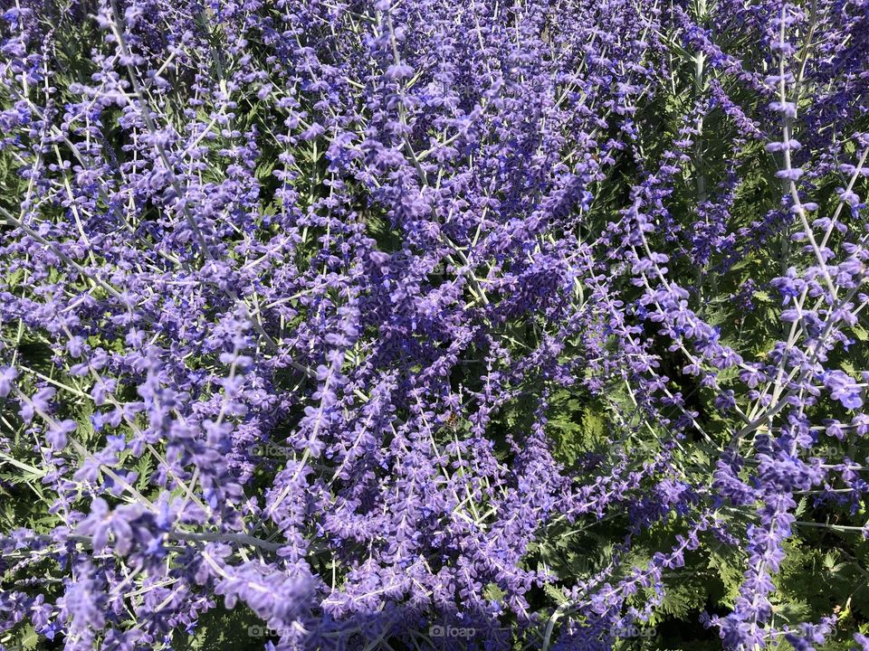 This array of purple flower presents itself rather like heather, but l don’t think it is.