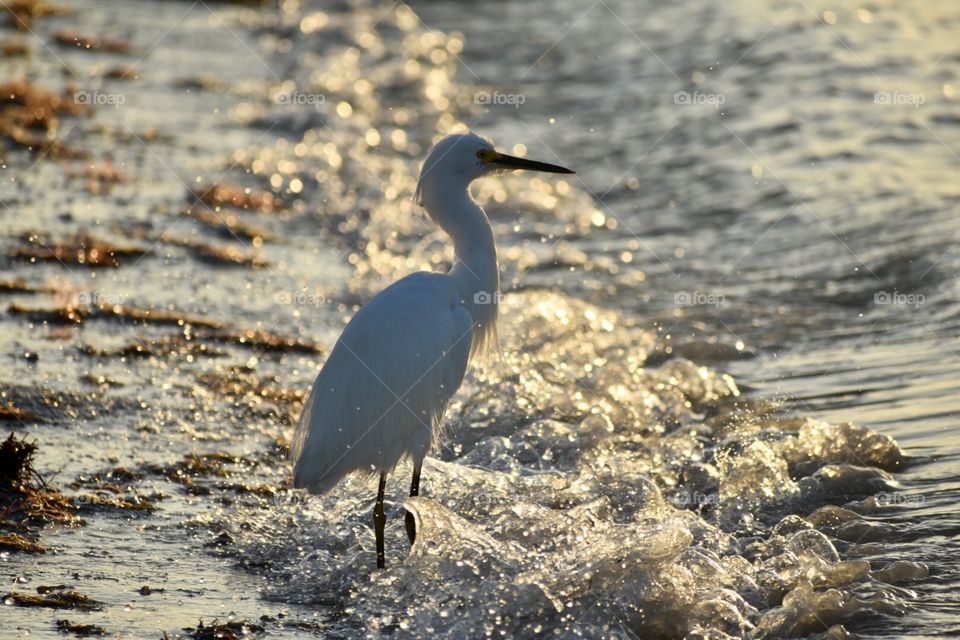Great egret on sanibel island 