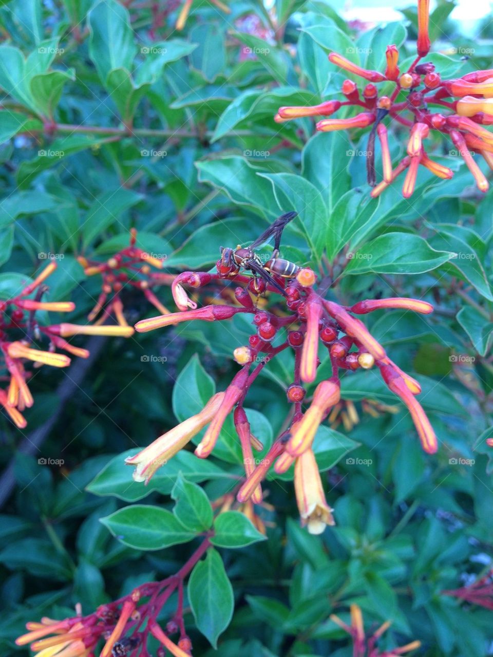 Fire bush