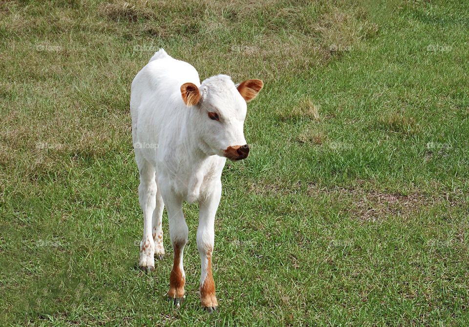 Beautiful white baby cow.