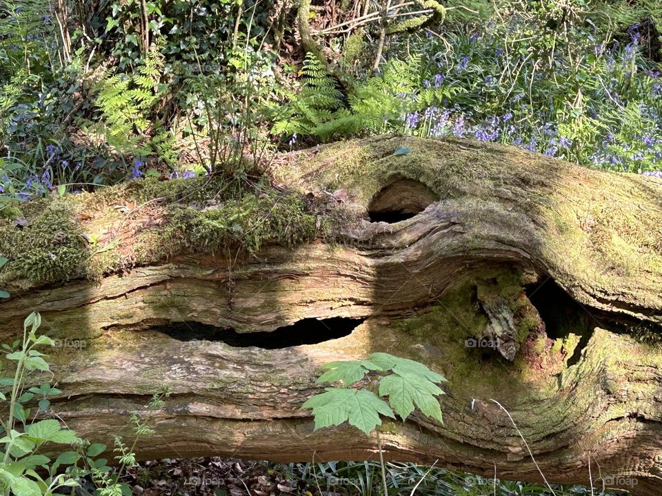 Fallen tree