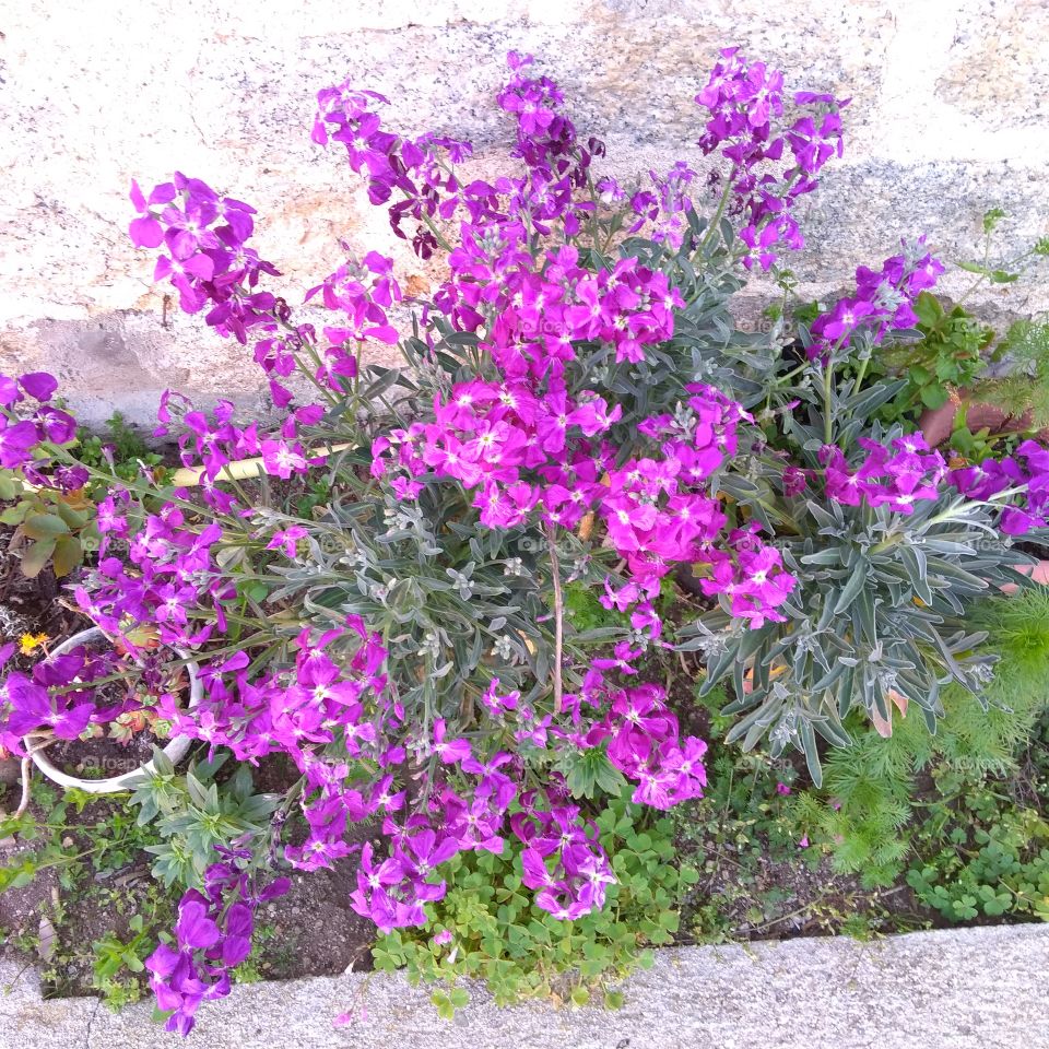 Spring Time, flowers