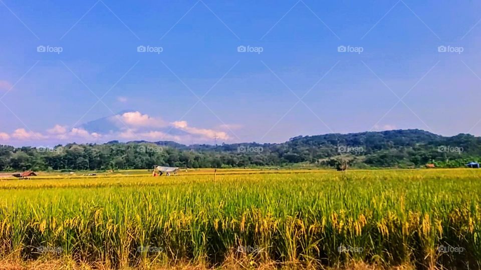 The rice is starting to turn yellow and the nature is beautiful.