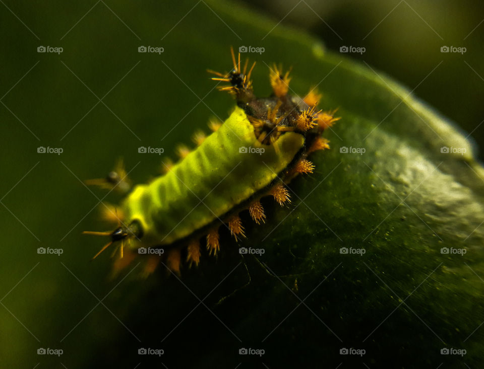 Lagarta Folha de Laranjeiras