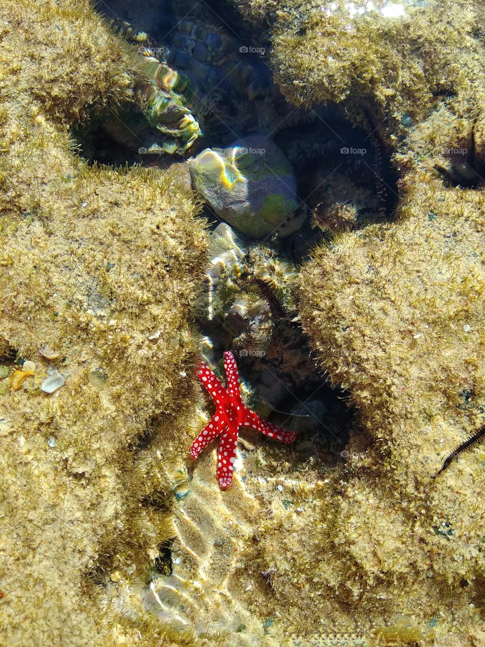 starfish