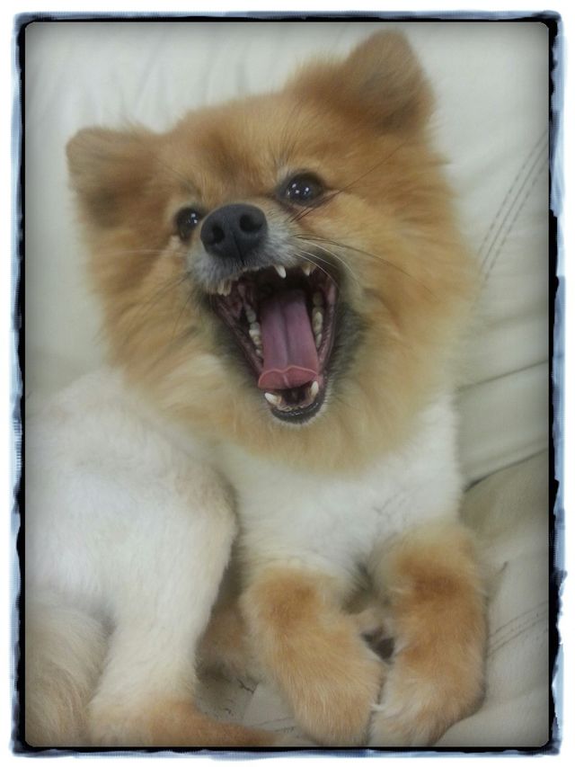 Big Yawn!!