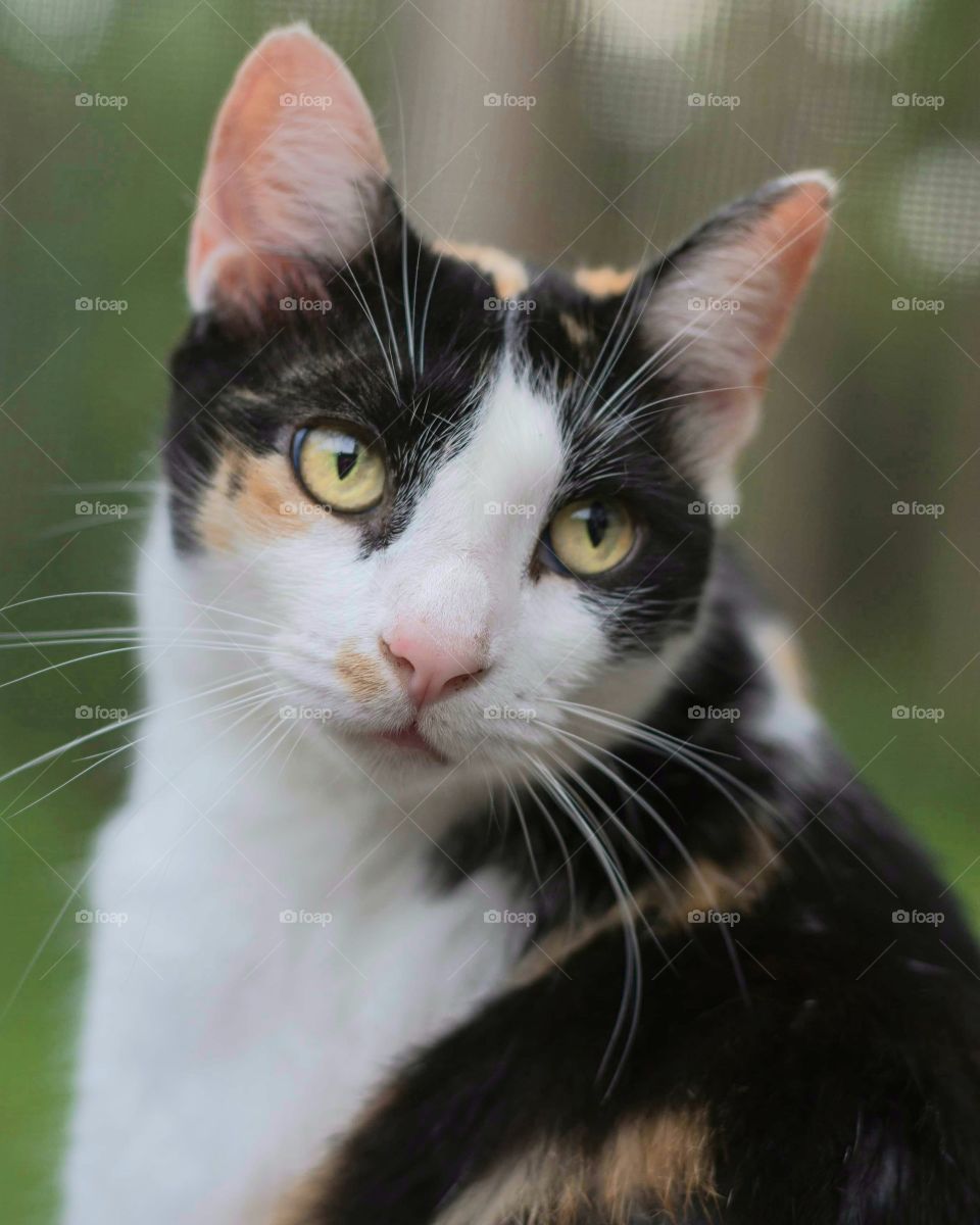 beautiful headshot of a calico cat looking back at the camera with a sassy attitude
