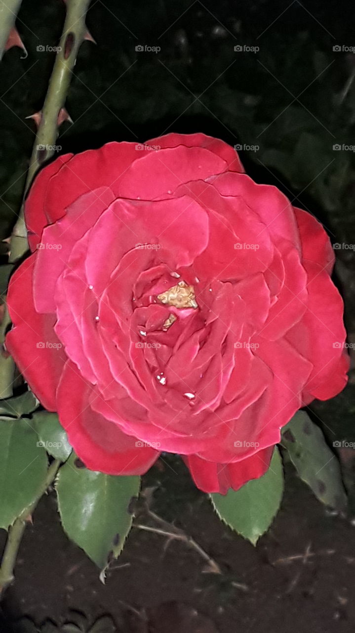 red rose in the night