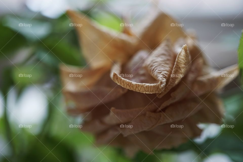Brittle Flower Head