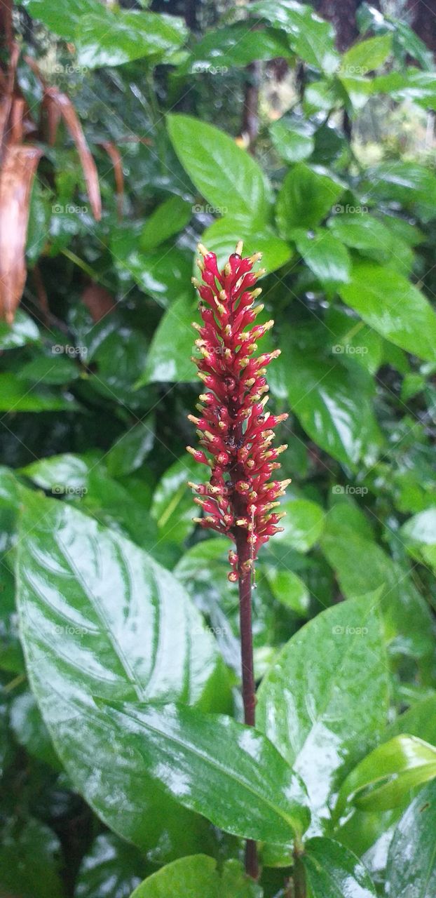 amazing red flower's bud