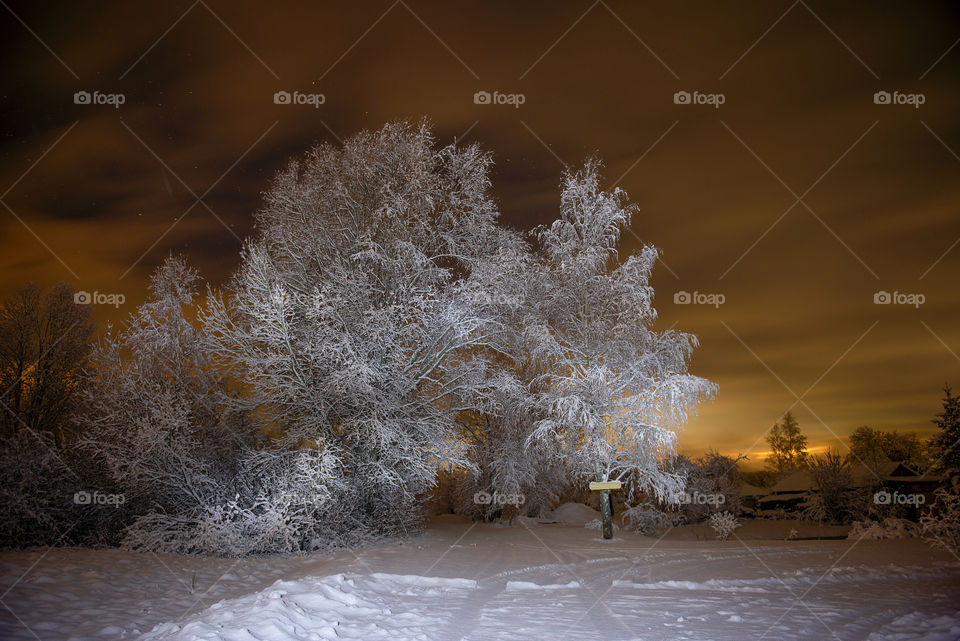 Winter night landscape with snowy trees