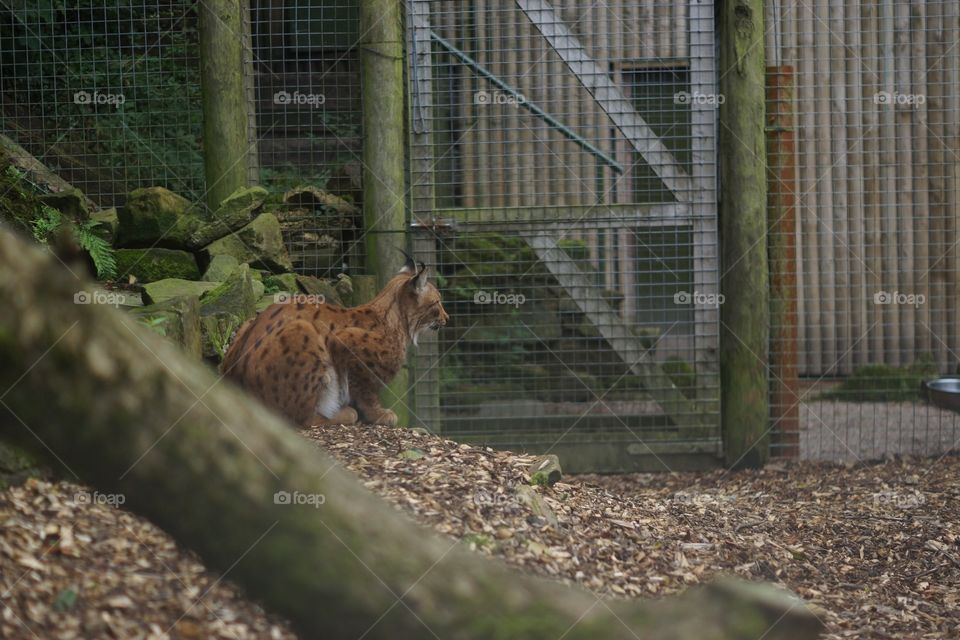 Mammal, Outdoors, No Person, Nature, Wildlife