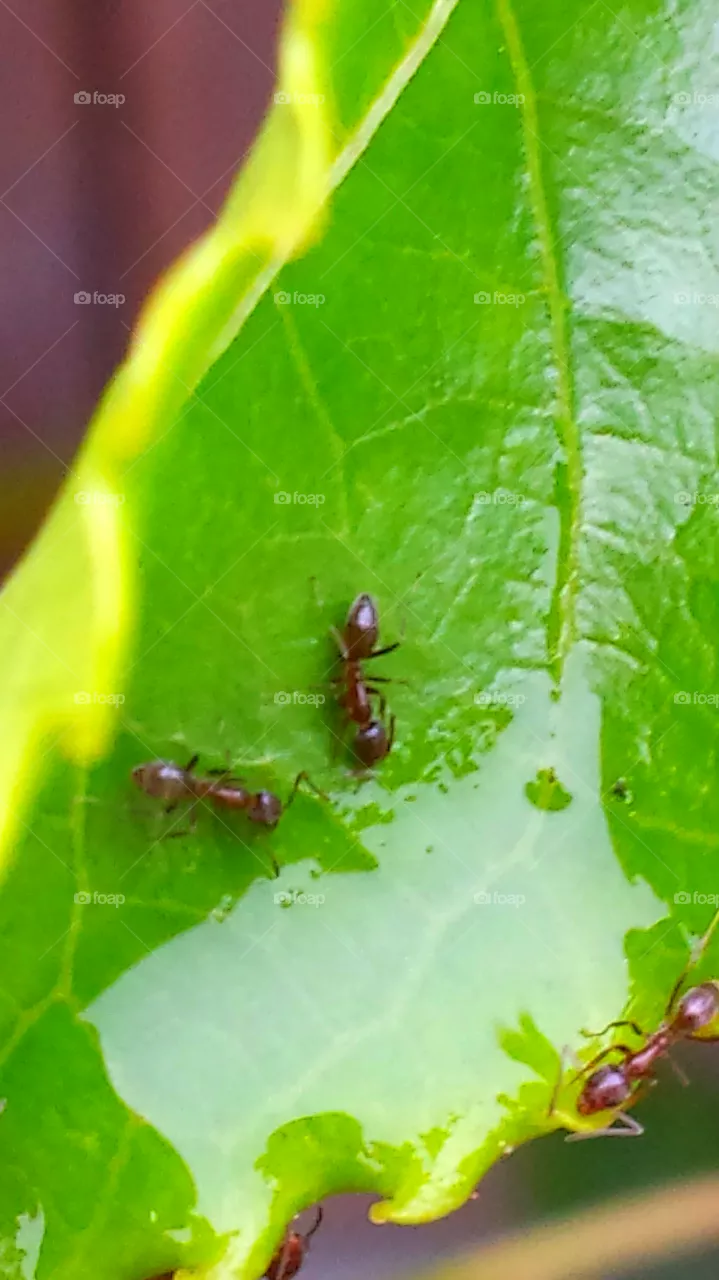 "Ants"