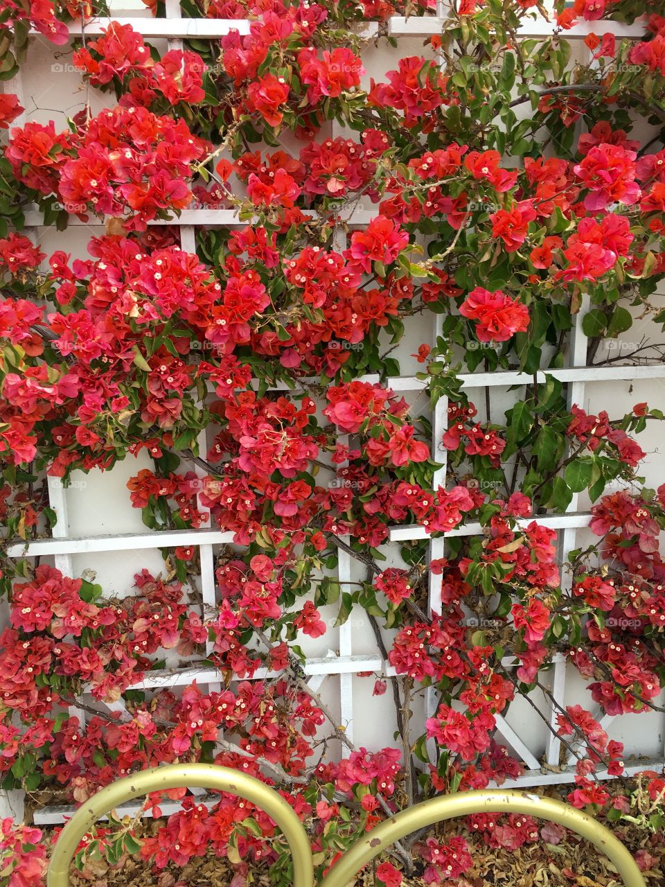 Bougainvillea  