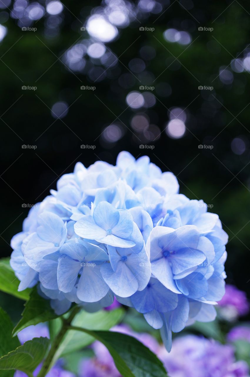 hydrangea