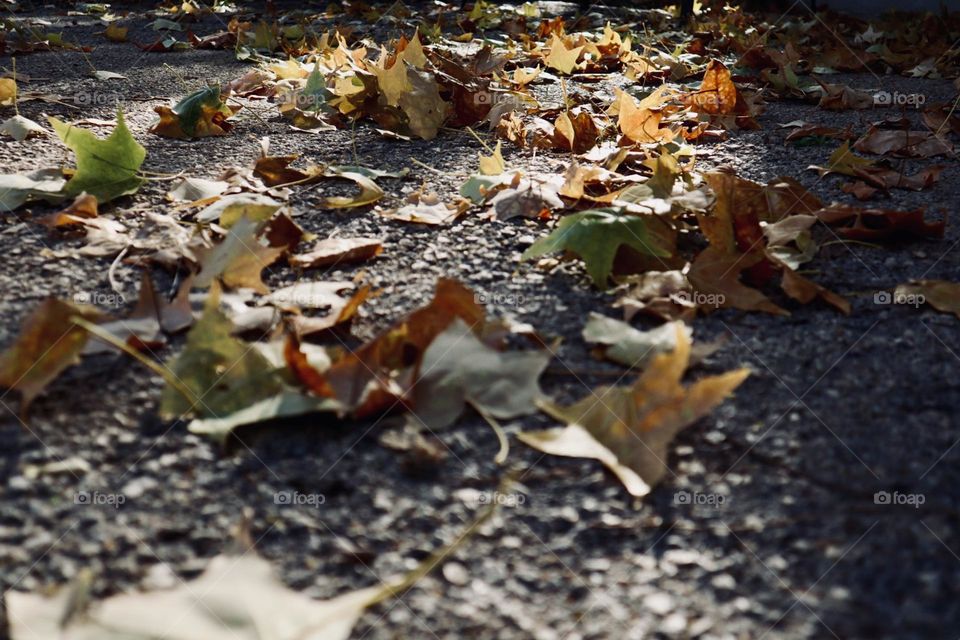 Fall leaves on the path