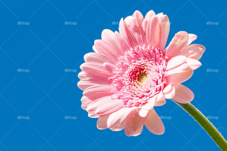 Pink blooming Gerbera flower, blue sky background 