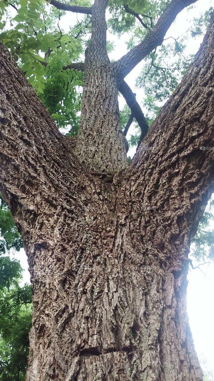 Tree is tall
