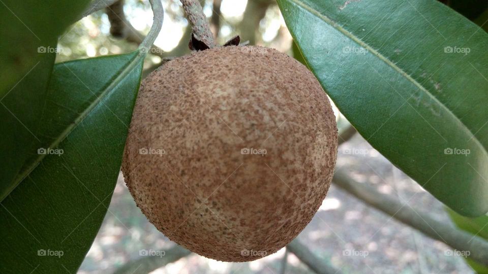 Sabeda... A special fruit in India... Very delicious..